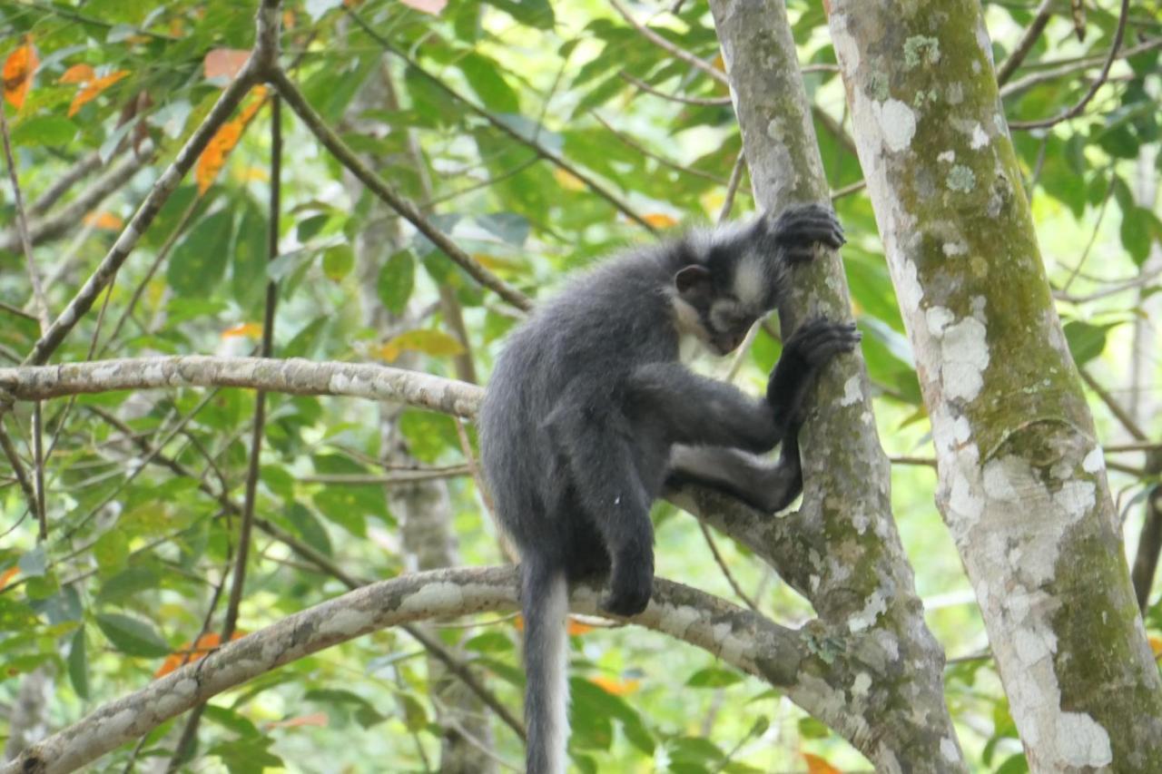 בוקיט לוואנג Sumatra Orangutan Discovery Villa מראה חיצוני תמונה