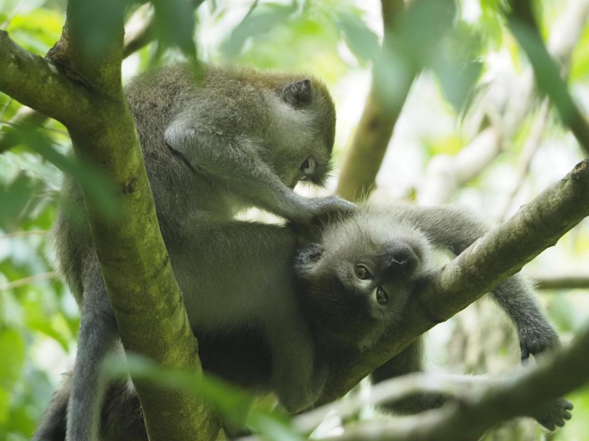 בוקיט לוואנג Sumatra Orangutan Discovery Villa מראה חיצוני תמונה