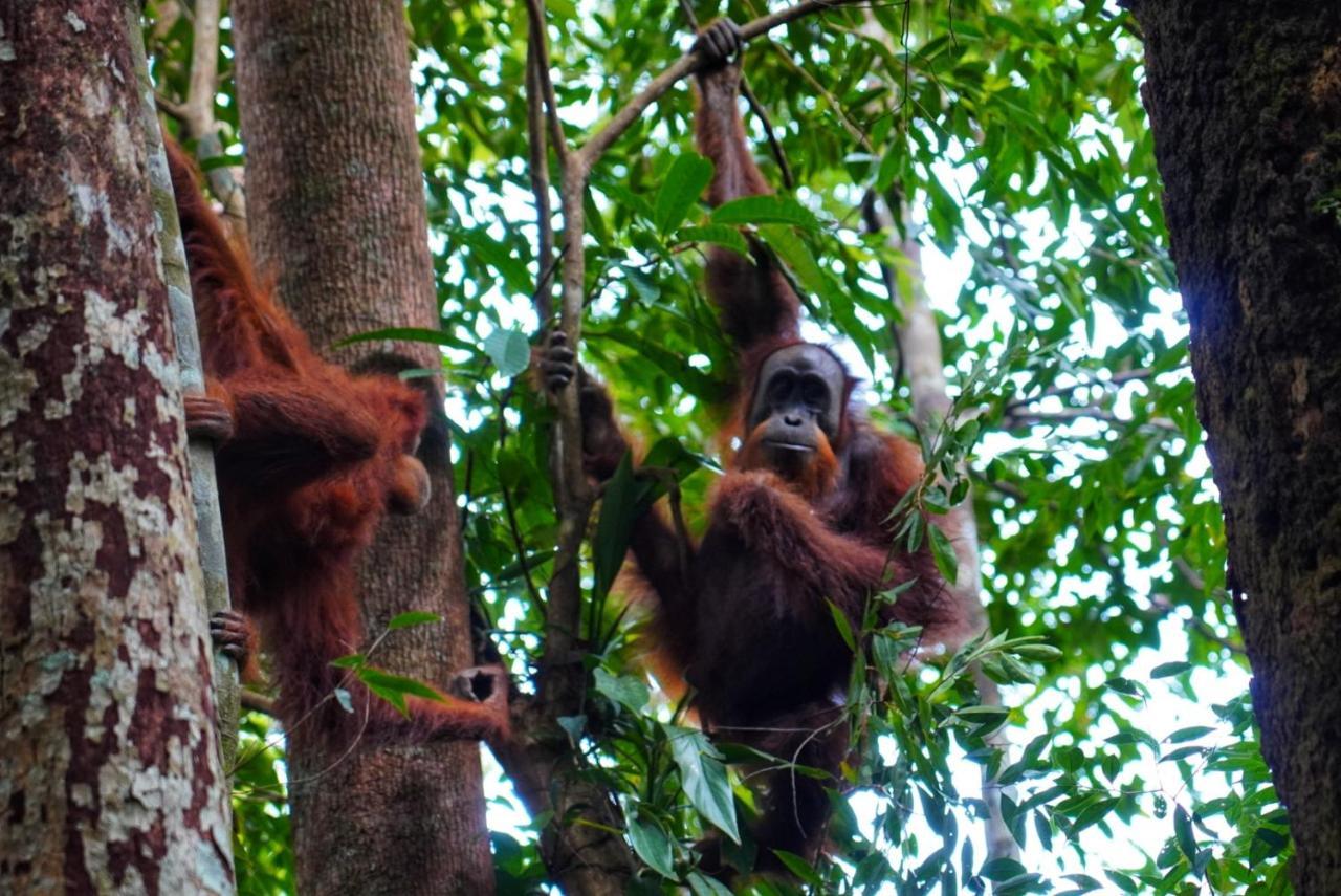 בוקיט לוואנג Sumatra Orangutan Discovery Villa מראה חיצוני תמונה